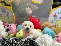 Łusia Vel Miffy - 6 tygodni